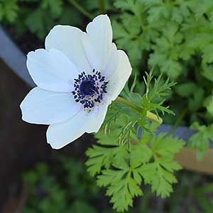 Anemone coronaria -  White