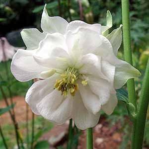100Pcs Seeds Columbine Aquilegia Flowers Granny's bonnet Rare Kinds in Garden