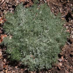 Artemisia schmidtiana 'Silver Mound' nana