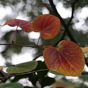 Autumn foliage in the Dandenong Ranges