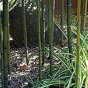 Bamboo for Japanese Graden