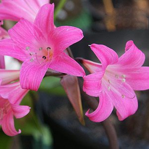 belladonna bulb Amaryllis lady pink naked