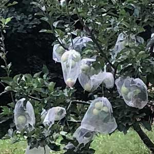 Bird Netting Bags - Fruit Protection
