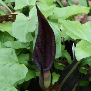 Black Arum Lily