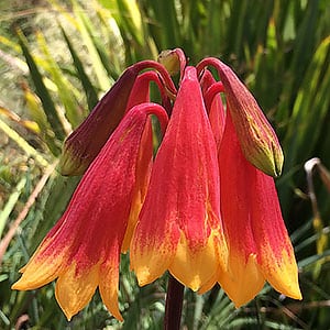 Blandfordia grandiflora or Christmas Bells - Popular Sydney Wildflower