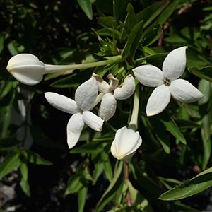 Bouvardia longiflora humboltii