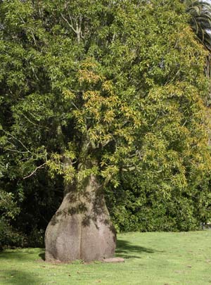Brachychiton rupestris - The Queensland Bottle Tree