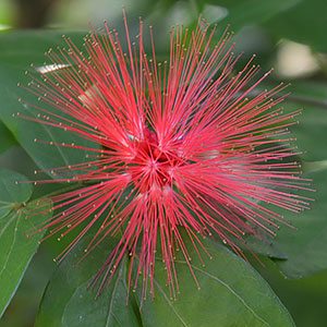 Calliandra haematocephala - Red Powder Puff Flower