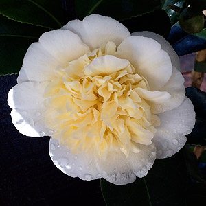 Camellia Brushfield's Yellow