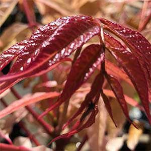 Cedrela sinensis - New Foliage