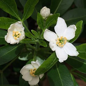 Choisya ternata - Mexican Orange Blossom