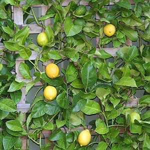 citrus-tree