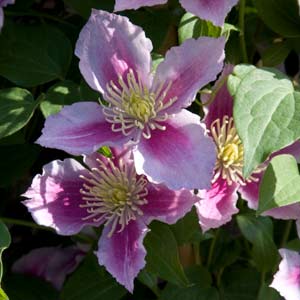 clematis-flower