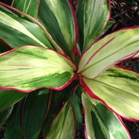 cordyline with variegated foliage
