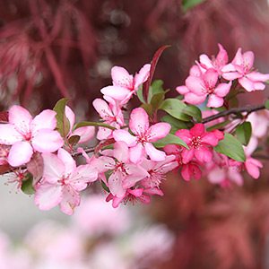 Royal Raindrops - A pink flowering Crab Apple Variety.