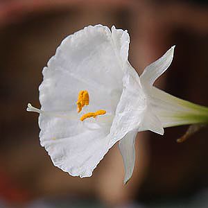 White Hoop Petticoat Daffodil
