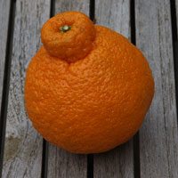 'dekopon' or 'sumo citrus'