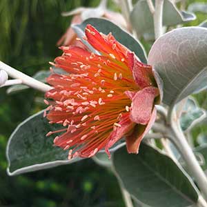 Diplolaena grandiflora