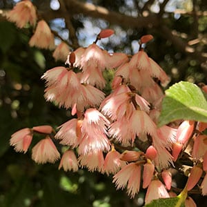 Elaeocarpus reticulatus 'Prima Donna' - Flowers