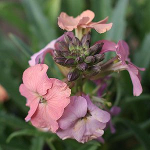 Pink Wallflower - Erysimum hybridum