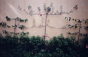 Espaliered fruit trees not only look great but can be productive space savers.