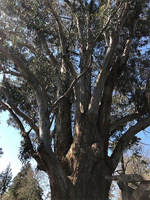 Eucalyptus globulus - Tasmanian Blue Gum