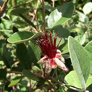 Feijoa tree - Flower and Foliage