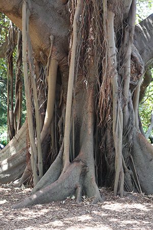 Morton Bay Fig Tree - Ficus macrophylla