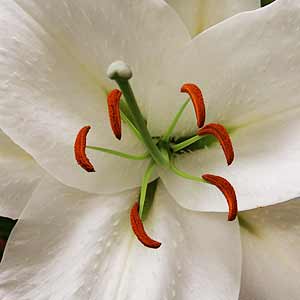 Fragrant Oriental Lily