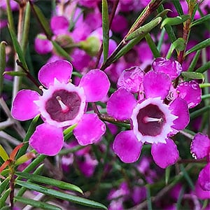 Geraldton Wax Flower - Close Up