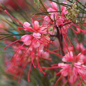 Australian Native Flower