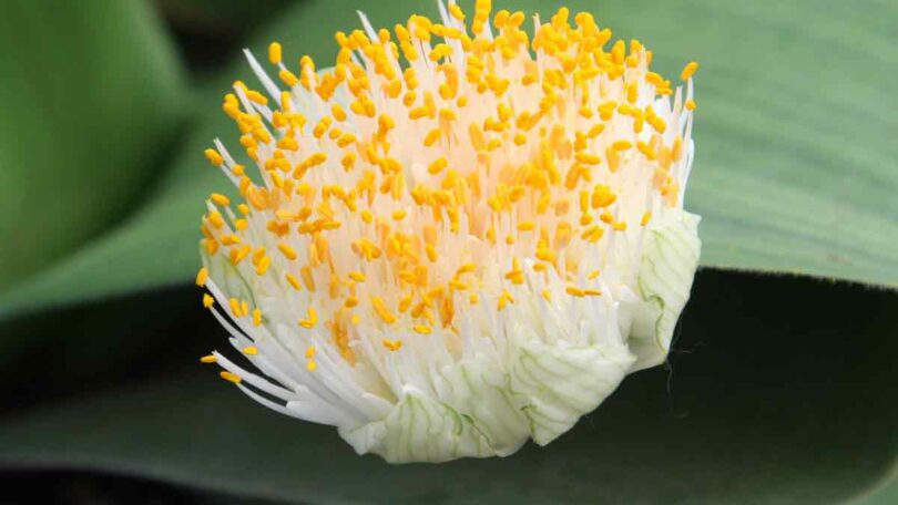 haemanthus deformis flower