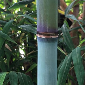 Himalayacalamus hookerianus - Blue Bamboo