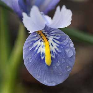 Iris reticulata 'Alida' - Close Up