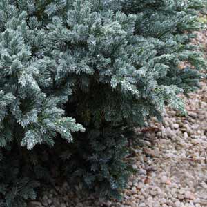juniperus-squamata-blue-star