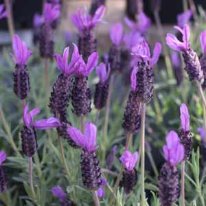 Lavender a Flowering Hedge