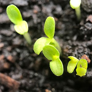 Lettuce Seeds Germination