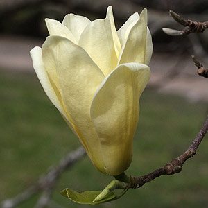 Magnolia elizabeth