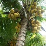 malay-yellow-dwarf-coconut-tree