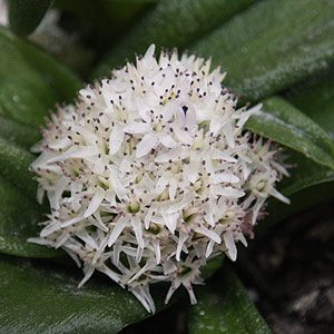 Massonia jasminiflora