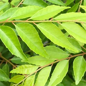 Murraya koenigii - The Curry Leaf Plant