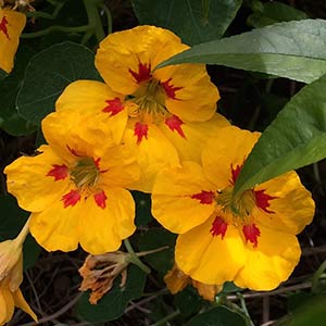 Nasturtium flowers