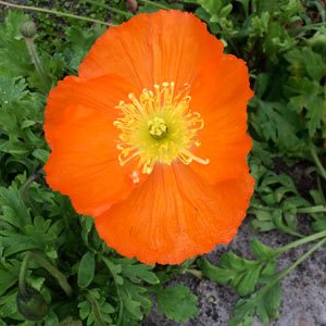Orange Icelandic Poppy