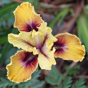 Pacific Coast Iris - The Californian Iris