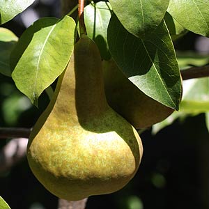 Pear tree with fruit