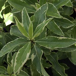 Pittosporum eugenioides variegata  - Lemonwood