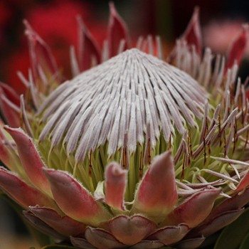 Protea cyranoides - The King Protea