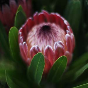 protea-flower