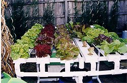 simple hydroponic vegetable growing system using Nutrient Film hydroponic technique