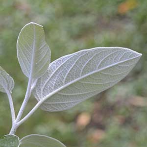 Salvia discolor Foliage Reverse